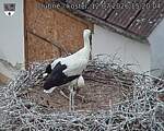 Capi_Dubne_20260712_152004.jpg