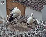 Capi_Dubne_20260712_153004.jpg