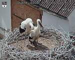 Capi_Dubne_20260712_154502.jpg