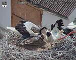 Capi_Dubne_20260712_162003.jpg