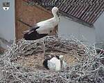 Capi_Dubne_20260712_164502.jpg