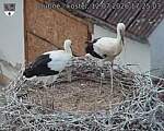 Capi_Dubne_20260712_172503.jpg