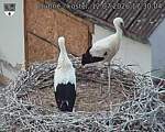 Capi_Dubne_20260712_173004.jpg