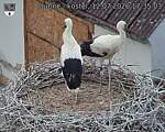 Capi_Dubne_20260712_173503.jpg