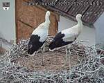 Capi_Dubne_20260712_174003.jpg