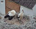 Capi_Dubne_20260712_180504.jpg