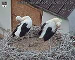 Capi_Dubne_20260712_182004.jpg
