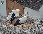 Capi_Dubne_20260712_184002.jpg