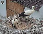 Capi_Dubne_20260712_185002.jpg