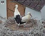 Capi_Dubne_20260712_185502.jpg