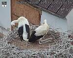 Capi_Dubne_20260712_190004.jpg