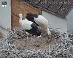 Capi_Dubne_20260712_193002.jpg