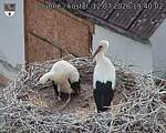 Capi_Dubne_20260712_194002.jpg