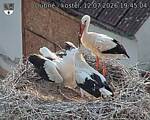 Capi_Dubne_20260712_194504.jpg