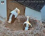 Capi_Dubne_20260712_203504.jpg