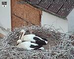 Capi_Dubne_20260712_210503.jpg