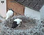 Capi_Dubne_20260712_212002.jpg