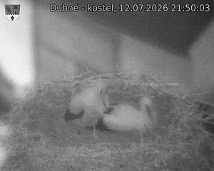 Capi_Dubne_20260712_215003.jpg (1350&nbsp;x&nbsp;1080)