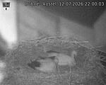 Capi_Dubne_20260712_220003.jpg