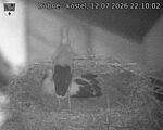 Capi_Dubne_20260712_221002.jpg