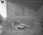 Capi_Dubne_20260713_011502.jpg