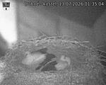 Capi_Dubne_20260713_013504.jpg