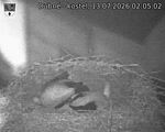 Capi_Dubne_20260713_020502.jpg