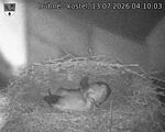 Capi_Dubne_20260713_041003.jpg