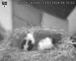 Capi_Dubne_20260713_043502.jpg