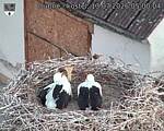 Capi_Dubne_20260713_050004.jpg