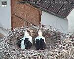 Capi_Dubne_20260713_050504.jpg
