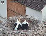 Capi_Dubne_20260713_051004.jpg