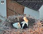 Capi_Dubne_20260713_053004.jpg