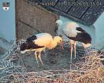 Capi_Dubne_20260713_053504.jpg