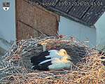 Capi_Dubne_20260713_054504.jpg