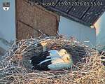 Capi_Dubne_20260713_055504.jpg