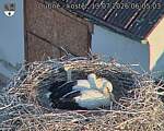 Capi_Dubne_20260713_060503.jpg