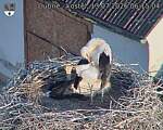 Capi_Dubne_20260713_061504.jpg
