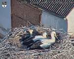 Capi_Dubne_20260713_063004.jpg