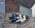 Capi_Dubne_20260713_063503.jpg