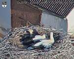 Capi_Dubne_20260713_064002.jpg