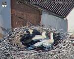 Capi_Dubne_20260713_064504.jpg