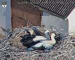 Capi_Dubne_20260713_065004.jpg