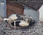 Capi_Dubne_20260713_065504.jpg