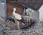 Capi_Dubne_20260713_070003.jpg