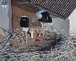 Capi_Dubne_20260713_070504.jpg