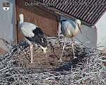 Capi_Dubne_20260713_071004.jpg