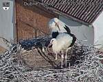 Capi_Dubne_20260713_072003.jpg
