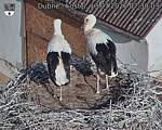 Capi_Dubne_20260713_073003.jpg