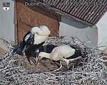 Capi_Dubne_20260713_073504.jpg